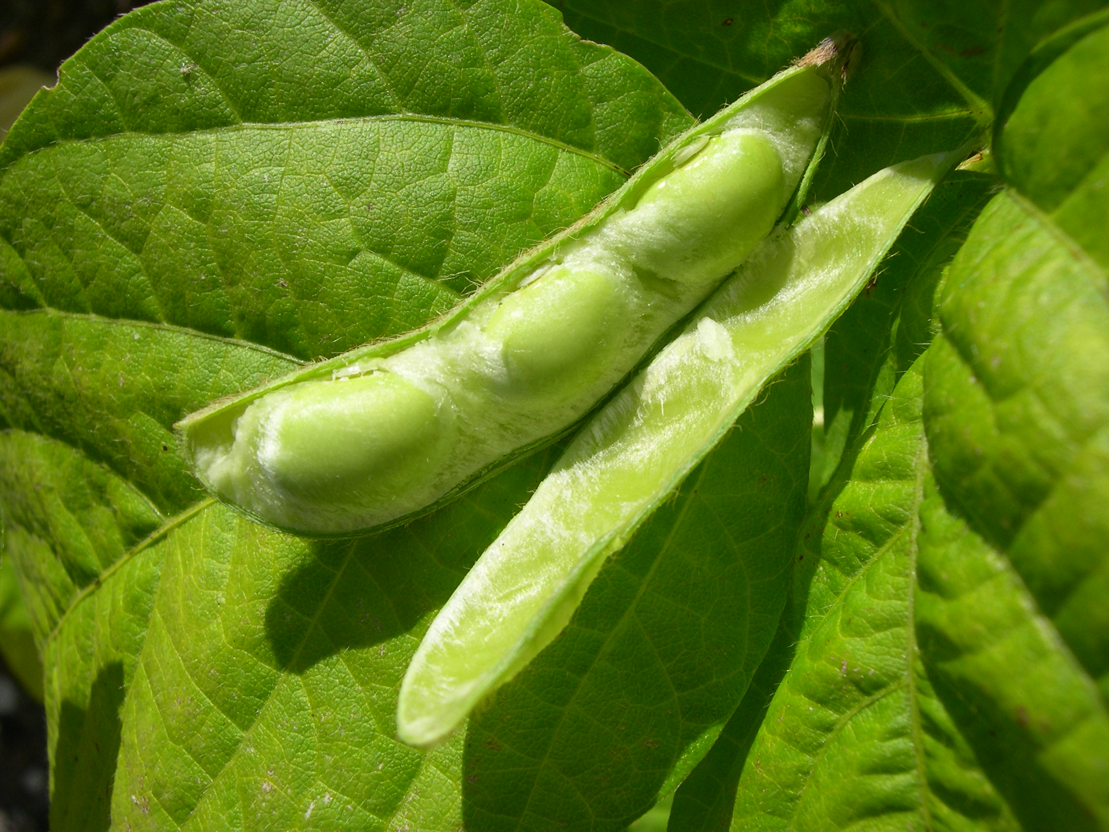 NamaYasai LLP Growers of Japanese Vegetables in the UK Edamame